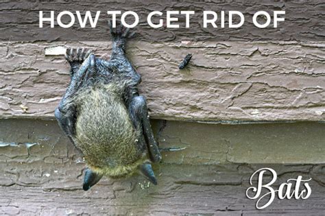 How To Get Rid Of Bats In Your Attic Ireland Bat Removal From Attic Ireland * - YouTube